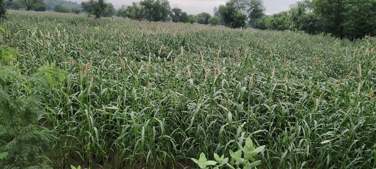 हरियाणा, राजस्थान में बरसात के चलते बाजारे की फसल नष्ट। चंडीगढ़ 4 सितंबर। तेज बरसात के चलते जहां एक तरफ देश भर में हाहाकार मचा हुआ है वही हरियाणा पंजाब राजस्थान में बाजरे की फसल और धान की फसल खेतों में ही नष्ट हो रही है जिससे किसान परेशान दिखाई दे रहे हैं वही हरियाणा की बात की जाए तो हरियाणा में कई जिलों में बाढ़ जैसी स्थिति हो गई है खेतों में पानी भरा हुआ है खेत तालाब में तब्दील हो रहे हैं नदिया उफान पर है हालत नाजुक बने हुए हैं